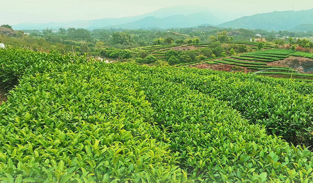 茶园.png