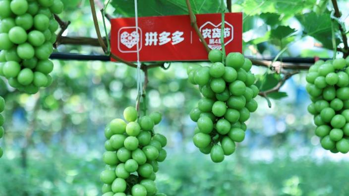 年入三十万，西昌阳光玫瑰种植户通过电商卖全国