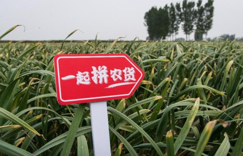专家热议拼多多引领电商西进：打通物流“堵点”，激发西部市场潜力