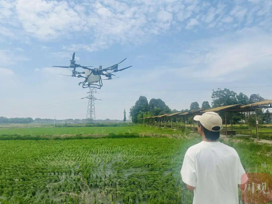 飞手正操作无人机喷洒除草剂，图源川观新闻