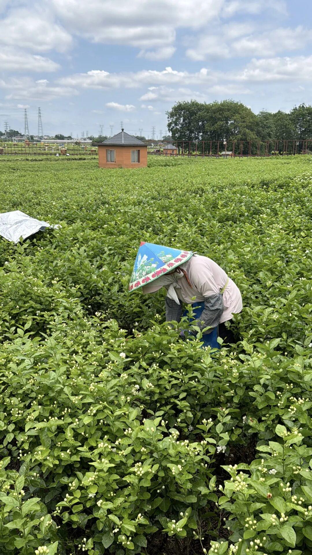 横州花农正在采摘茉莉，深蓝财经拍摄于2026年6月9日