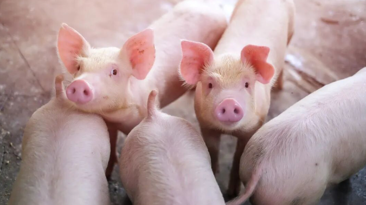 从周期到价值：牧原的华丽转身