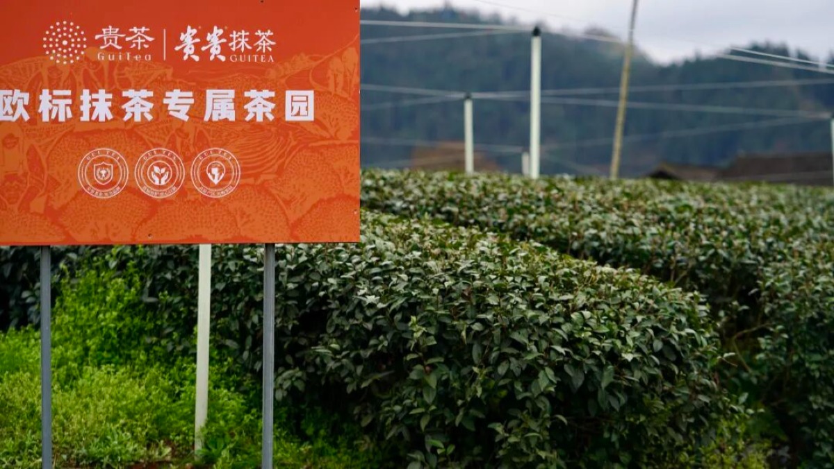 拼多多上的贵州抹茶，比想象中更快“走出去”