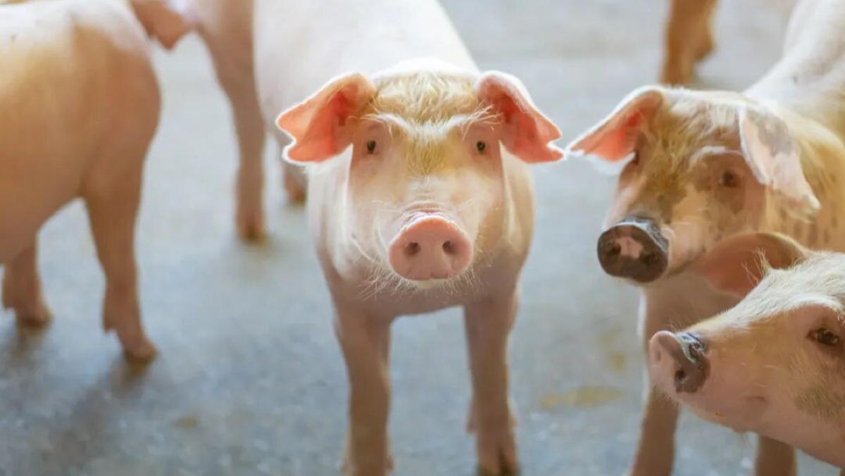 猪价达15年历史新低？“猪茅”一季度亏超12亿元，牧原股份：做好过苦日子的准备