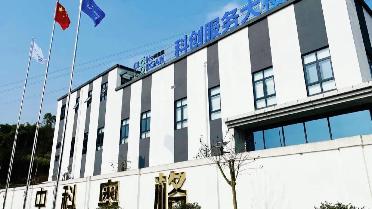 一头基因编辑猪，正在改写全球器官移植格局
