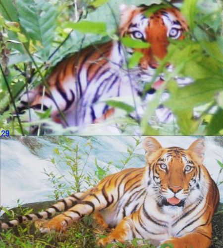 周正龙2007年所拍摄华南虎照片后被证实作假 周正龙2007年所拍摄华南虎照片后被证实作假
