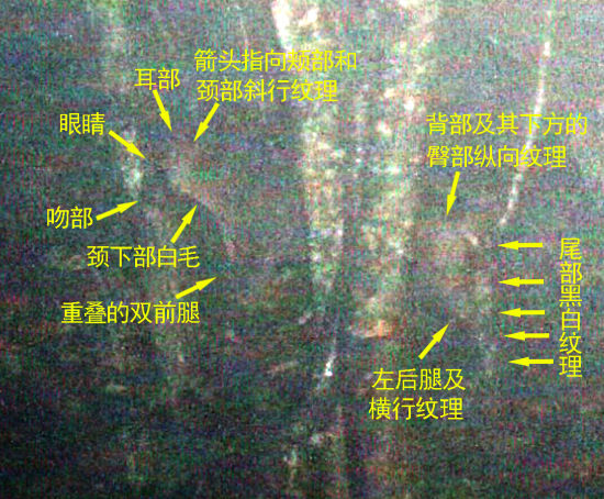 周正龙新拍摄华南虎照片 周正龙新拍摄华南虎照片